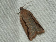Meritastis
