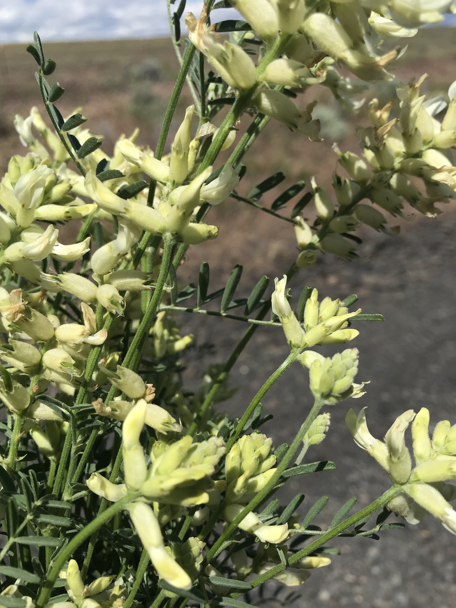 Astragalus tweedyi
