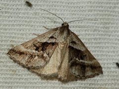 Dichromodes stilbiata
