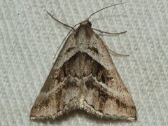 Dichromodes stilbiata