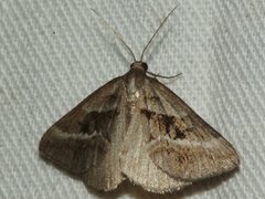 Dichromodes stilbiata