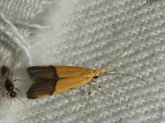 Crocanthes micradelpha