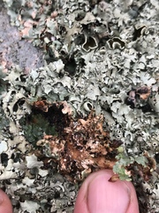 Xanthoparmelia viriduloumbrina