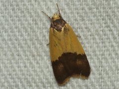 Heteroteucha dichroella