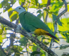 Black-Naped Fruit Dove photo 3