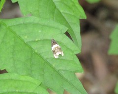 Olethreutes fasciatana