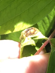 Contarinia negundinis