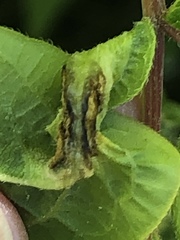 Contarinia negundinis