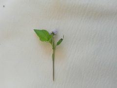 Viola labradorica