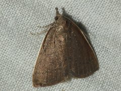 Authaemon stenonipha