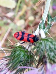 Trichodes umbellatarum