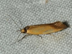 Delexocha ochrocausta