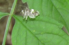 Olethreutes fasciatana