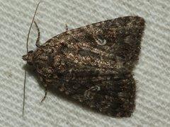 Condica aroana