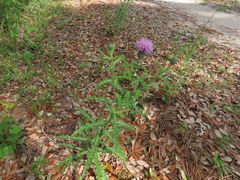 Cirsium repandum