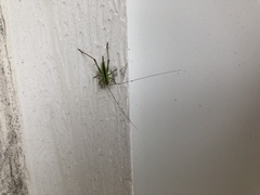 Conocephalus strictus