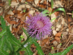 Cirsium repandum