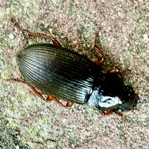 Strawberry Seed Beetle, Nationaal Park Veluwezoom, Velp, Gelderland, NL, photo 10 of 10