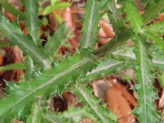 Cirsium repandum