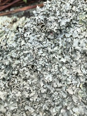 Xanthoparmelia viriduloumbrina