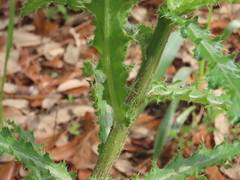 Cirsium repandum