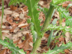 Cirsium repandum