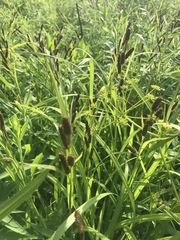 Carex shortiana