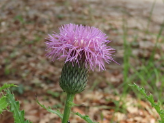 Cirsium repandum