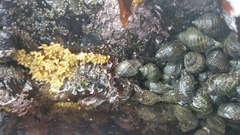 Acanthinucella