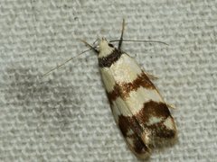 Chezala brachypepla