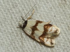 Chezala brachypepla