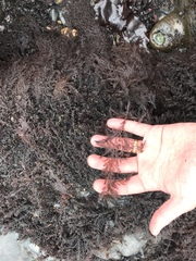 Odonthalia floccosa