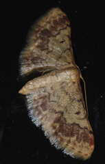 Idaea furciferata