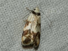 Chezala brachypepla