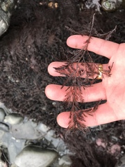Odonthalia floccosa