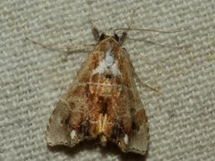 Arrade leucocosmalis