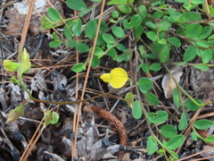 Crotalaria rotundifolia