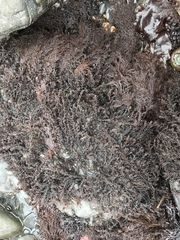 Odonthalia floccosa
