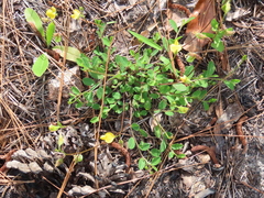 Crotalaria rotundifolia