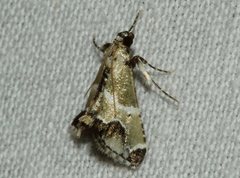 Arescoptera idiotypa