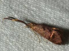 Piestoceros conjunctella