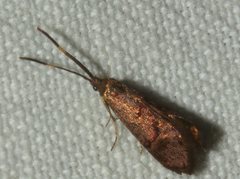 Piestoceros conjunctella