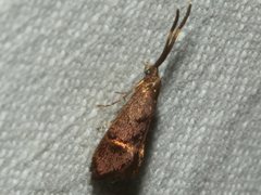 Piestoceros conjunctella