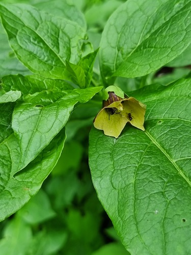 Japanese scopolia (Scopolia japonica)