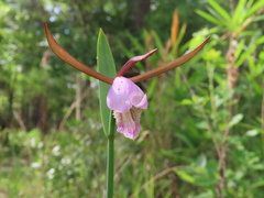 Cleistesiopsis divaricata