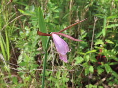 Cleistesiopsis divaricata
