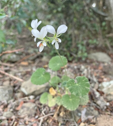 Pelargonium worcesterae