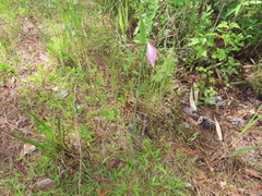 Cleistesiopsis divaricata