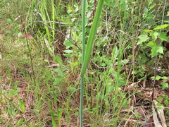 Cleistesiopsis divaricata
