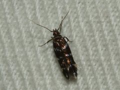 Stagmatophora argyrostrepta